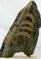 اثر مليحه کيانيان
 - مجسمه -
 گاو باستاني